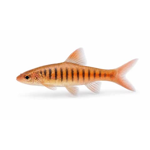 African Banded Barb
