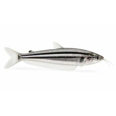 African Glass Catfish