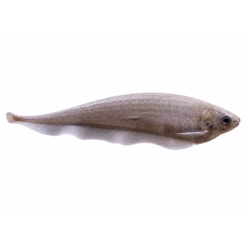African Knifefish