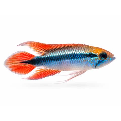 Agassiz's Dwarf Cichlid