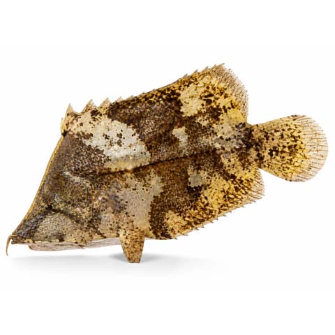 Amazon Leaffish