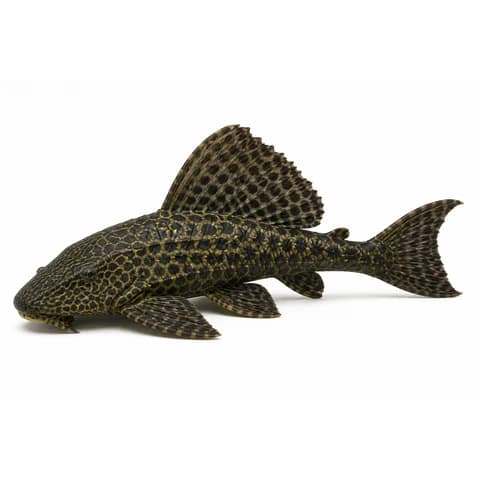 Amazon Sailfin Catfish