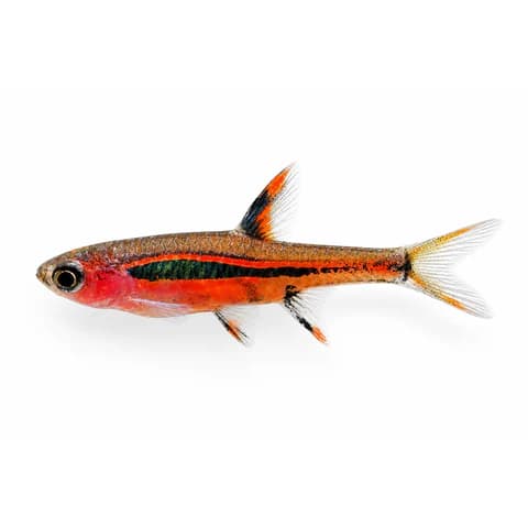 Chili Rasbora