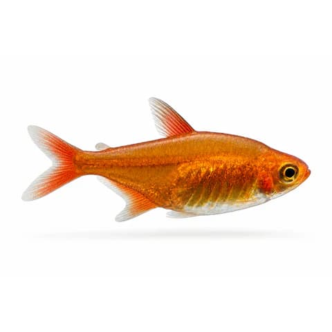 Ember Tetra