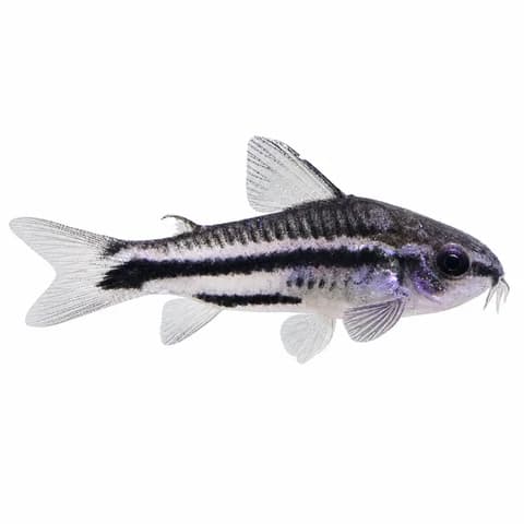Pygmy Corydoras