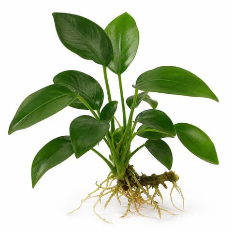 Anubias Nana
