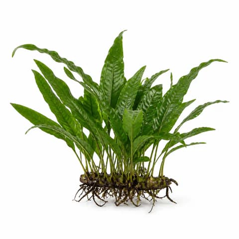 Java Fern