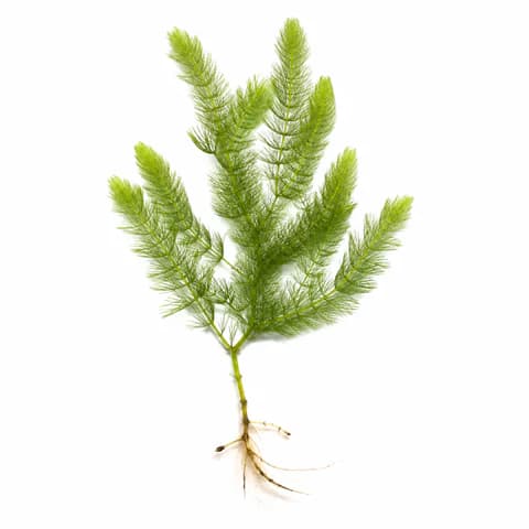 Hornwort
